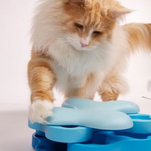 DogTornado_&_cat