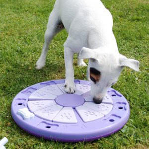 DogTwister_Bizzy