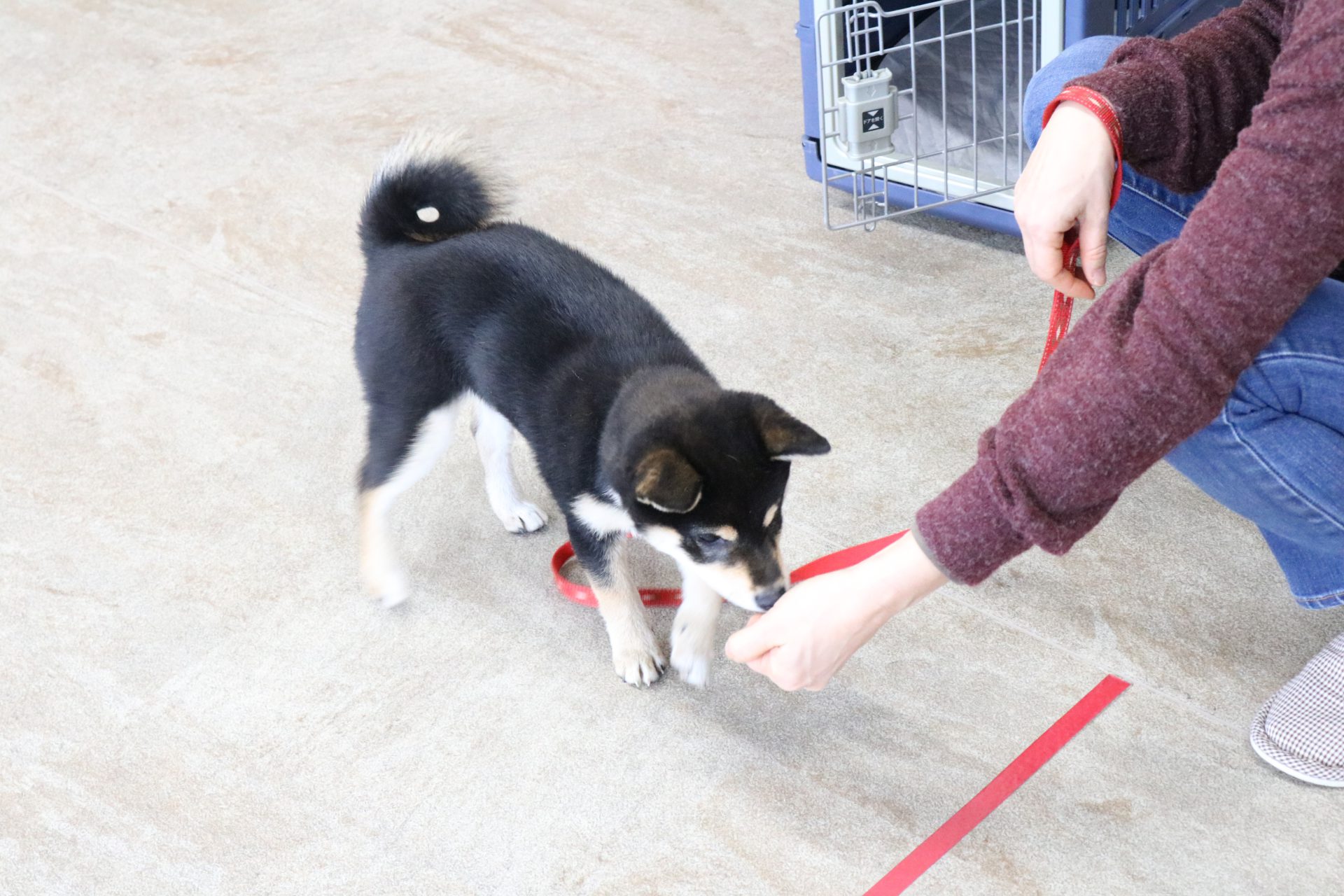2月第1週の子犬レッスン コーギー・ジャック・ヨーキー・・・ 岐阜・一宮（愛知）のしつけ教室 犬のしつけ教室