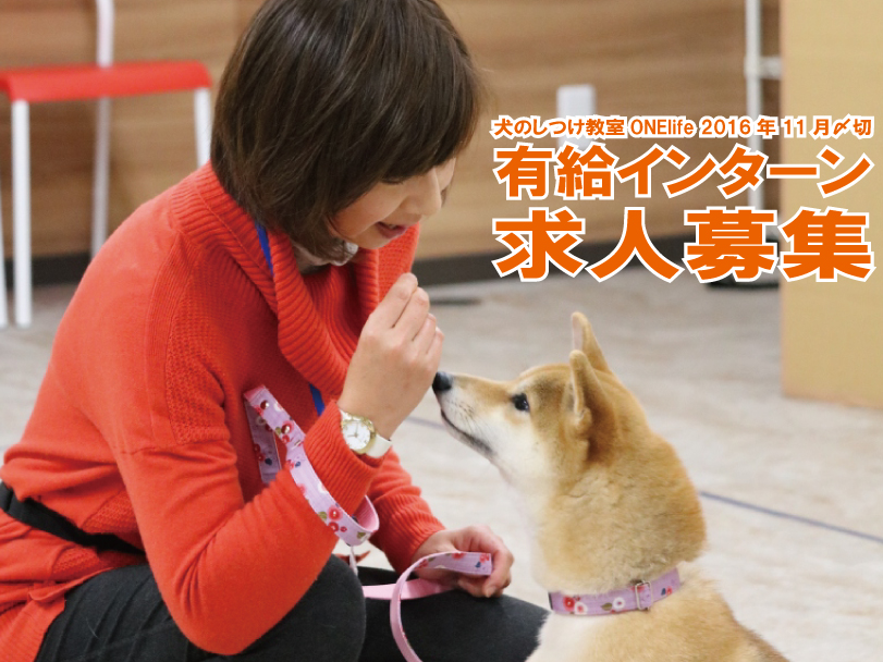 求人 犬のしつけ教室onelife 岐阜 一宮 噛む 吠える 引っ張る問題 パピークラスまで