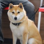 柴犬のリキちゃん