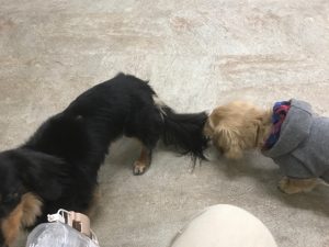 幼稚園 ｍダックスちゃん 年1月29日 犬のしつけ教室onelife 岐阜 一宮 噛む 吠える 引っ張る問題 パピークラスまで