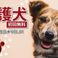 柴犬しつけ 噛み癖研究所 獣医行動診療科認定医が噛む犬のしつけと治療法を解説 犬のしつけ教室onelife 岐阜 一宮 噛む 吠える 引っ張る問題 パピークラスまで