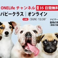 8 16開催 怖がり克服にスパルタ教育は必要ない 生活音に馴れるためのイロハ 犬 のしつけ教室onelife 岐阜 一宮 噛む 吠える 引っ張る問題 パピークラスまで