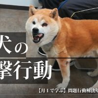 録画 犬の精神疾患 尻尾を咬む 自傷行為 常同障害 の臨床 問題行動解決塾 症例編 犬 のしつけ教室onelife 岐阜 一宮 噛む 吠える 引っ張る問題 パピークラスまで