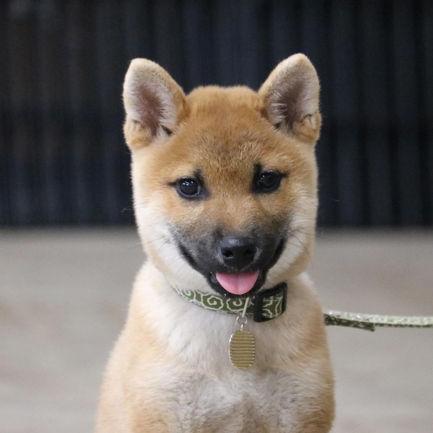犬のしつけ教室onelife ぎふ動物行動クリニック パピークラス 成犬の本気咬みまで 成犬の本気咬み 子犬遊び咬み 人や犬に吠える 自傷行為など 犬の問題行動を予防 改善 治療します 子犬のしつけから成犬の問題まで お気軽にご相談を