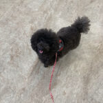 犬が自分のしっぽ 尻尾 を噛む 常同障害の治療法 獣医行動診療科認定医が解説 犬 のしつけ教室onelife ぎふ動物行動クリニック パピークラス 成犬の本気咬みまで