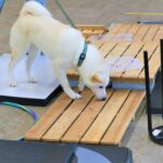 犬が自分のしっぽ 尻尾 を噛む 常同障害の治療法 獣医行動診療科認定医が解説 犬 のしつけ教室onelife ぎふ動物行動クリニック パピークラス 成犬の本気咬みまで