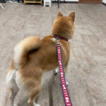 犬が自分のしっぽ 尻尾 を噛む 常同障害の治療法 獣医行動診療科認定医が解説 犬 のしつけ教室onelife ぎふ動物行動クリニック パピークラス 成犬の本気咬みまで