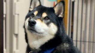 浜松活動報告］リソースガーディングと恐怖性攻撃が重なった柴犬の