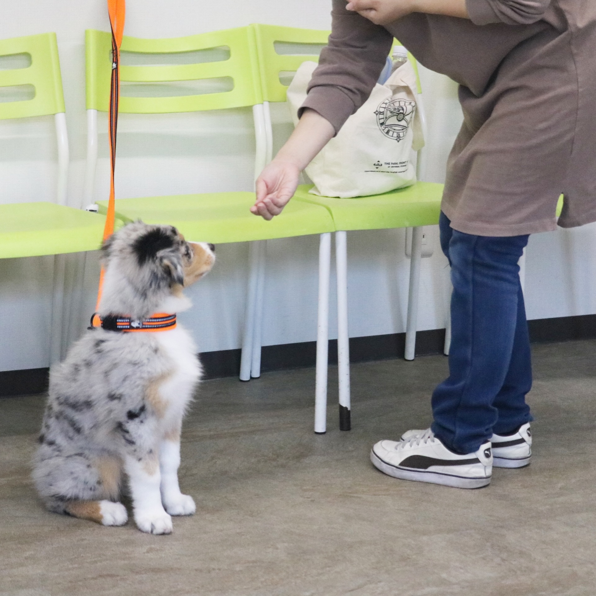 パピークラスブログ☆オーストラリアンシェパード | ONELife行動クリニックグループ(岐阜・浜松・埼玉)|犬猫のしつけ教室と本気噛みや常同 ...