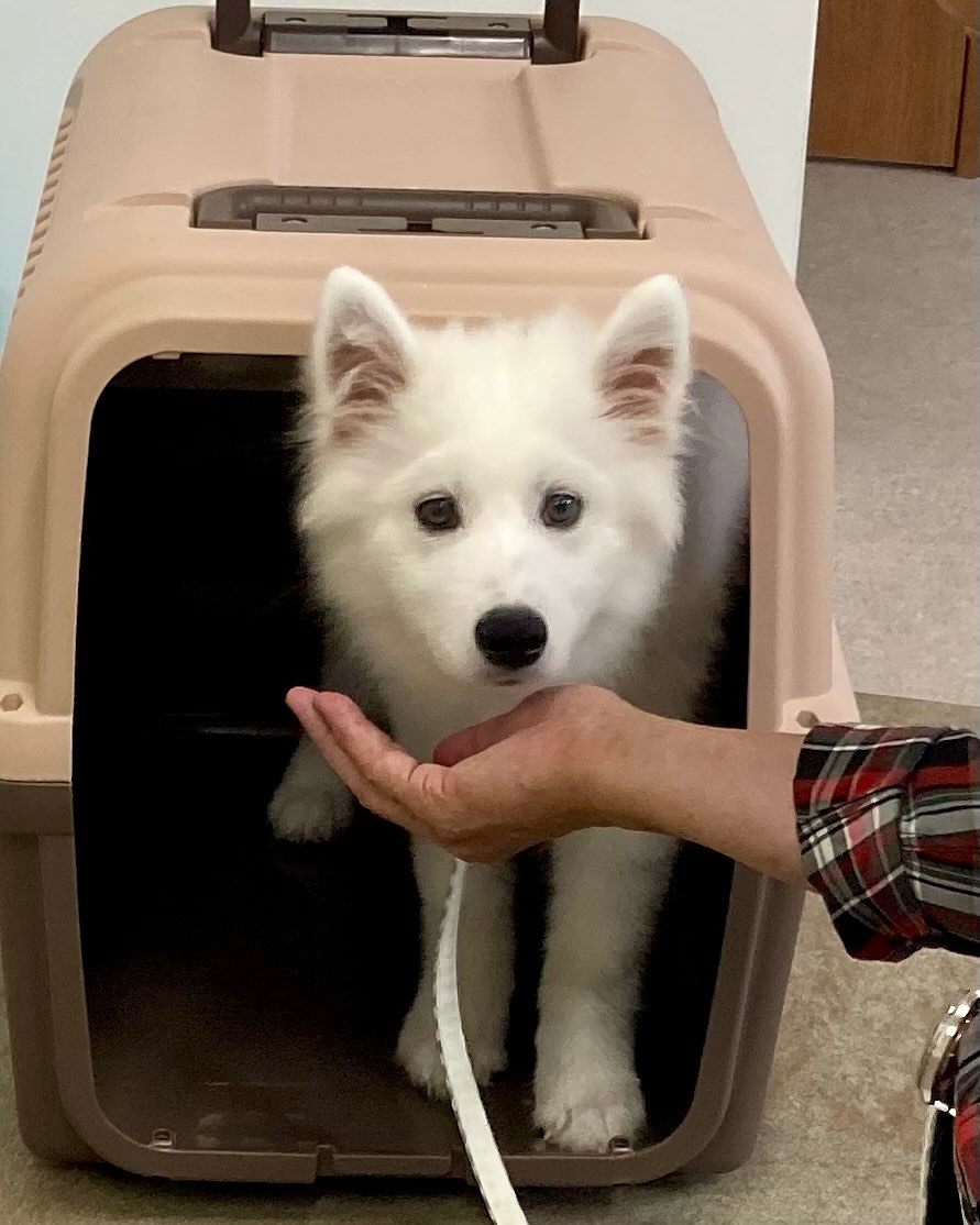 パピークラスブログ☆クレートに入る練習 | ONELife行動クリニックグループ(岐阜・浜松・埼玉)|犬猫のしつけ教室と本気噛みや常同障害等に ...