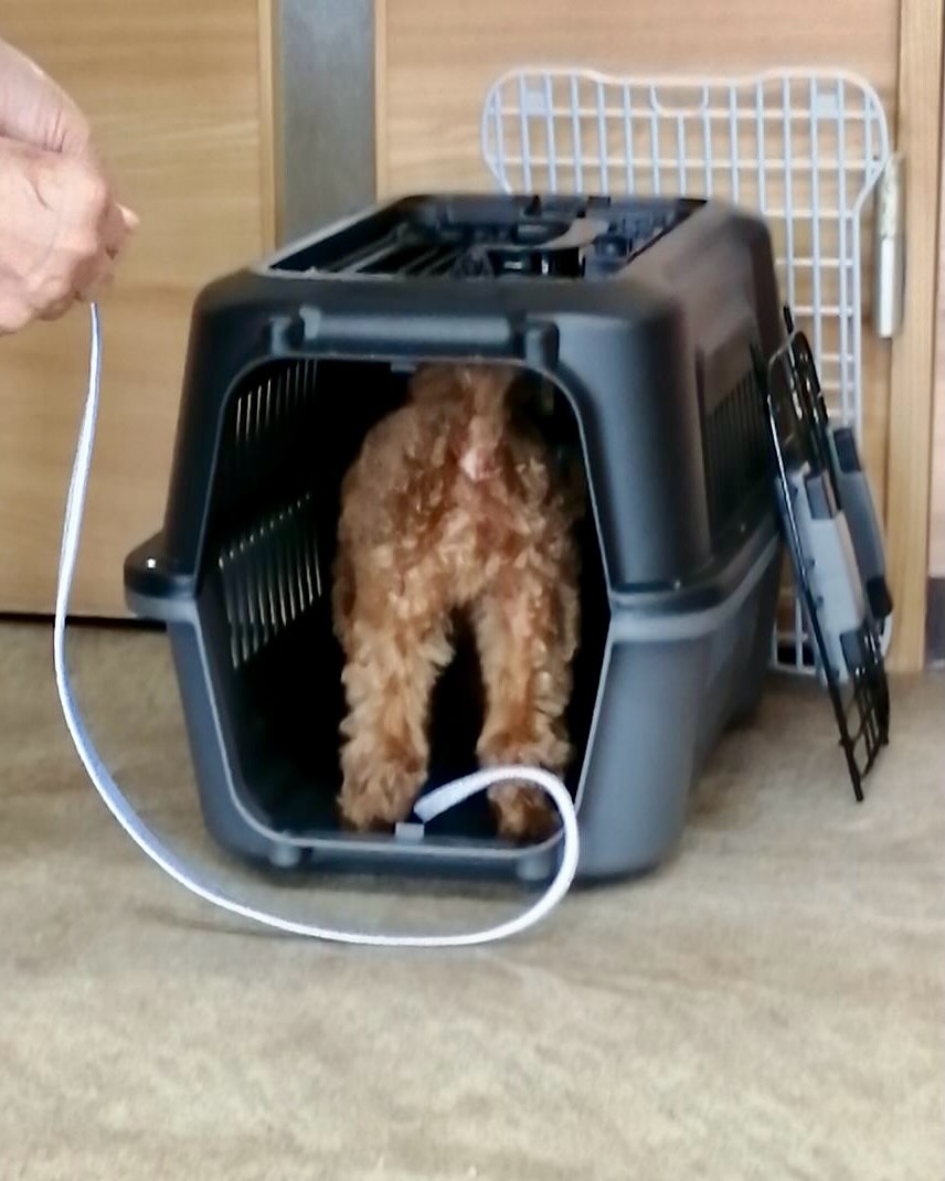 パピークラスブログ☆クレートに入る練習 | ONELife行動クリニックグループ(岐阜・浜松・埼玉)|犬猫のしつけ教室と本気噛みや常同障害等に ...