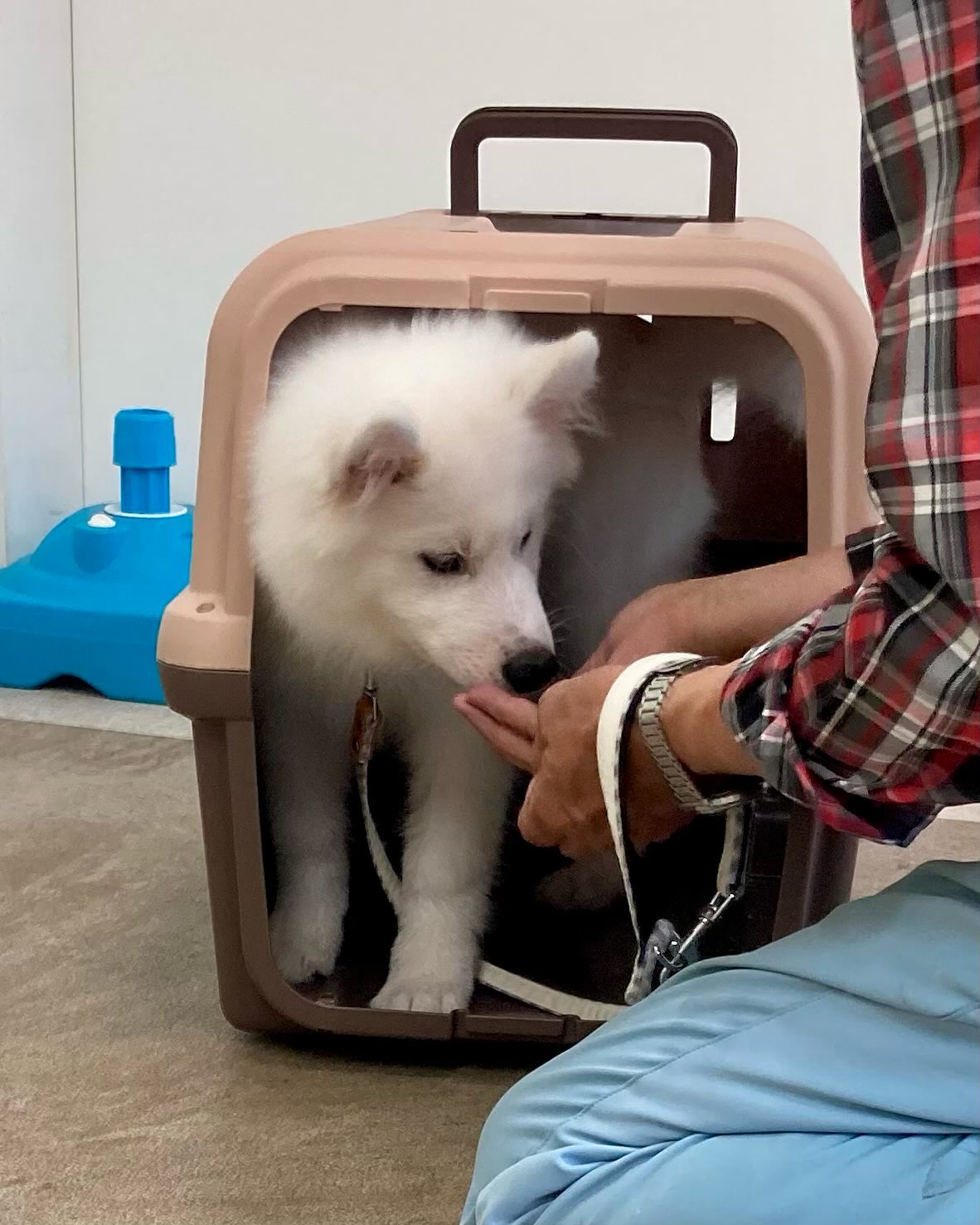 パピークラスブログ☆クレートに入る練習 | ONELife行動クリニックグループ(岐阜・浜松・埼玉)|犬猫のしつけ教室と本気噛みや常同障害等に ...