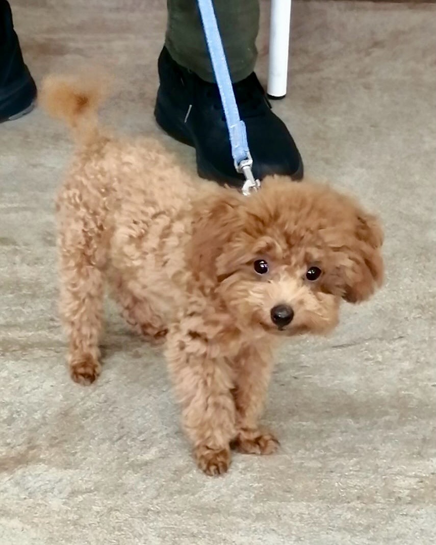 パピークラスブログ☆クレートに入る練習 | ONELife行動クリニックグループ(岐阜・浜松・埼玉)|犬猫のしつけ教室と本気噛みや常同障害等に ...
