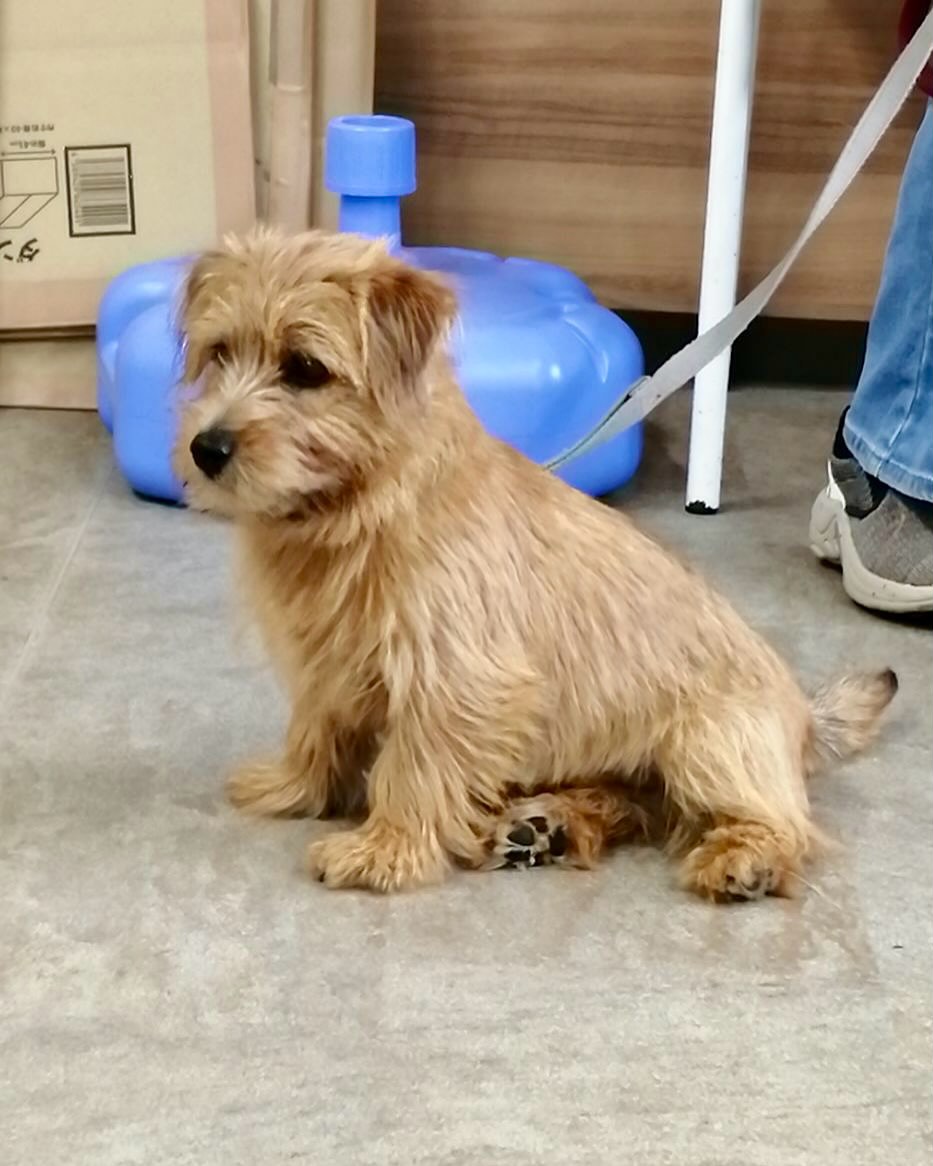パピークラスブログ☆クレートに入る練習 | ONELife行動クリニックグループ(岐阜・浜松・埼玉)|犬猫のしつけ教室と本気噛みや常同障害等に ...